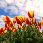 springtulips